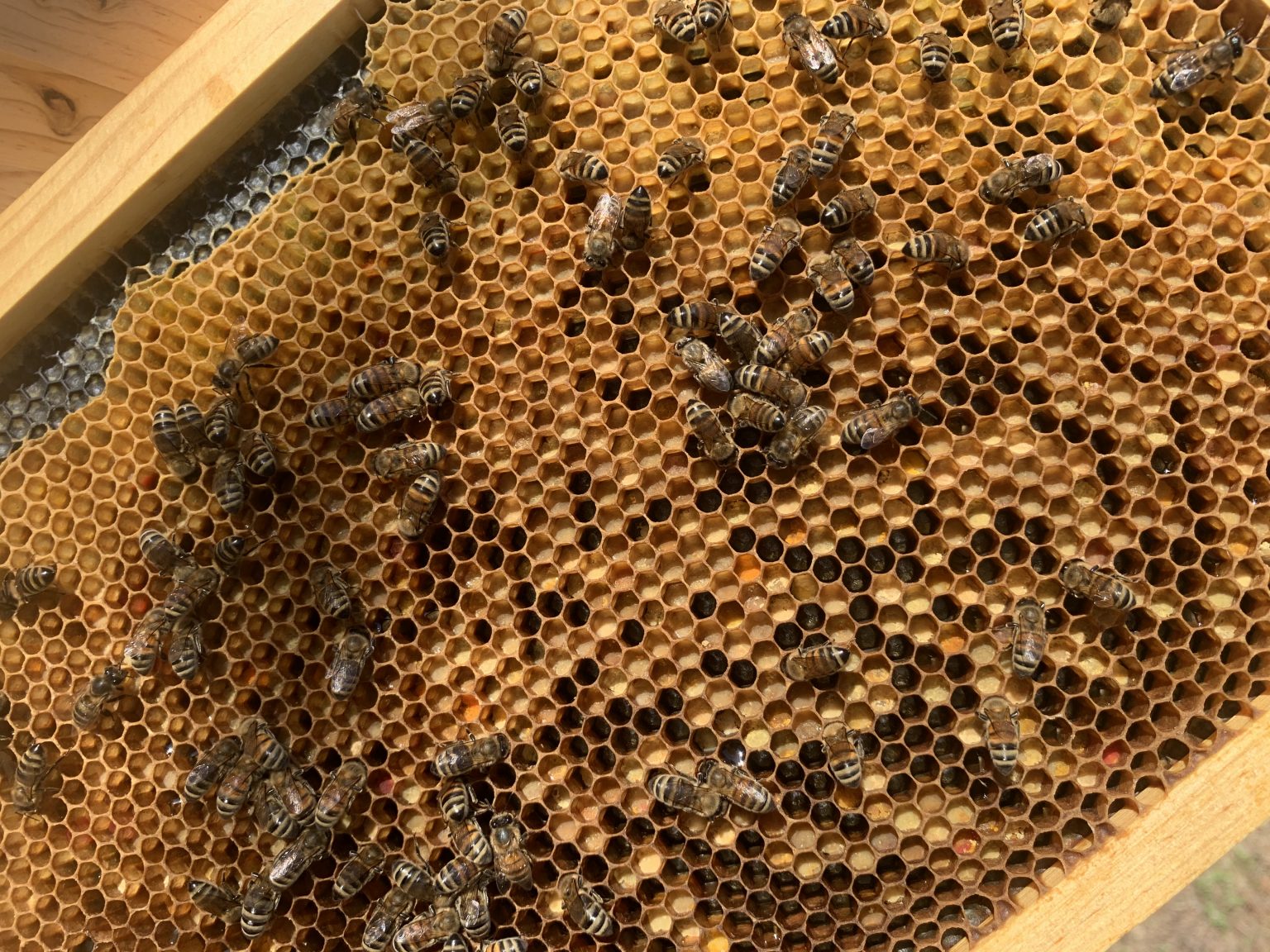 Making Splits Nucleus Colony Backyard Beekeeping